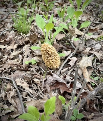 Springtime Gold: Morel Mushroom Hunting at Oasis RV Park LOZ!